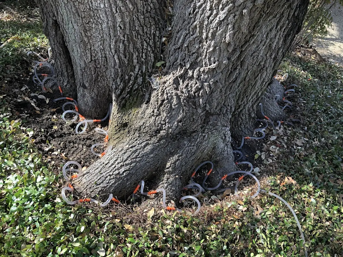 Detailed Shrub and Hedge Trimming job site in Prairie Grove