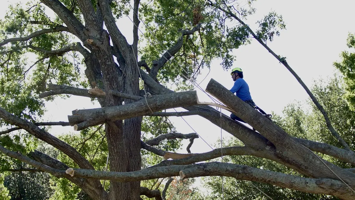 Professional Hazardous Tree Removal performed by certified arborists in Prairie Grove