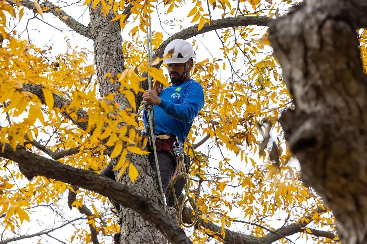 Skilled Dead Tree Removal crew working in Prairie Grove