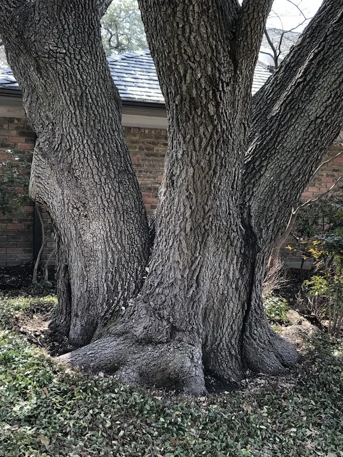 Mature heritage tree close to a Prairie Grove property cared for by certified arborists